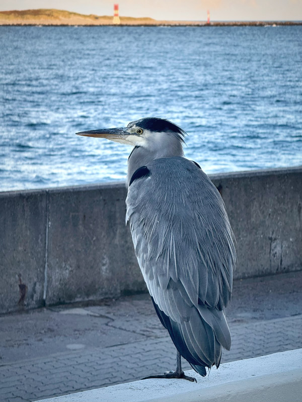 Ein Grauureiher bei Haus C der Bio am Südhafen auf Helgoland.