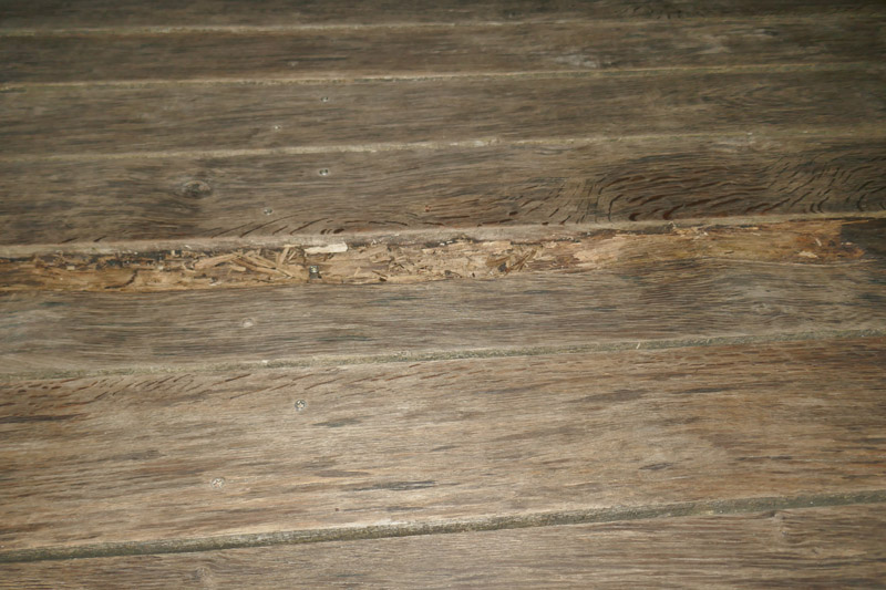 Tiefe Rillen durch morsches Holz am Holzbohlenweg am Scheibenhafen.