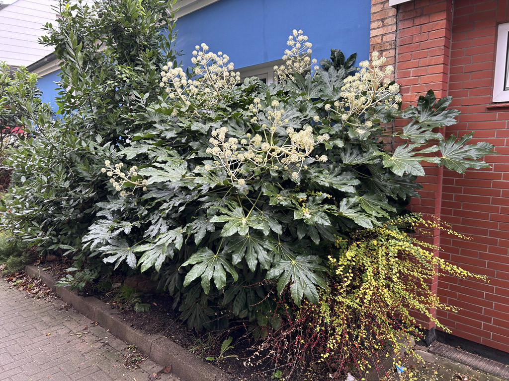 Eine im Spätherbst blühende Zimmeraralie in einer Gasse auf Helgoland.