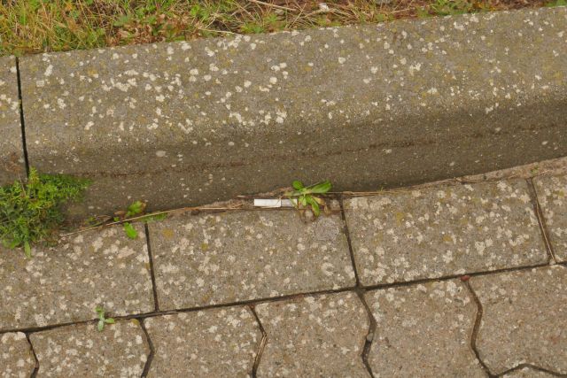 Zigarettenkippen am Autoberg auf Helgoland.