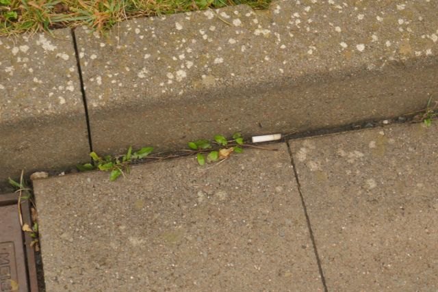 Zigarettenkippen am Autoberg auf Helgoland.