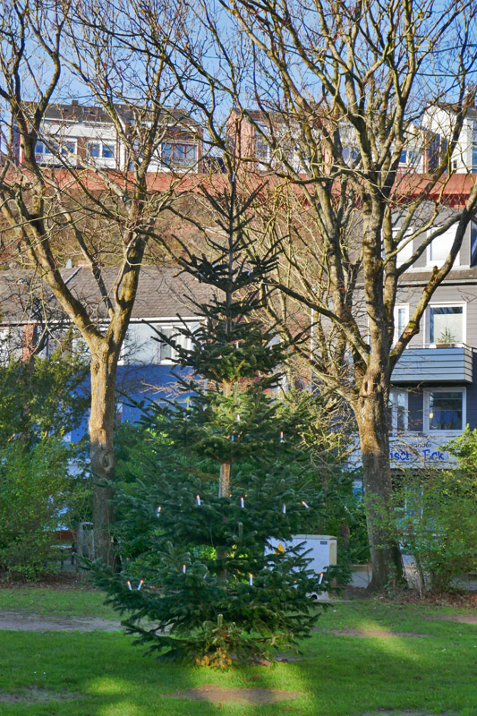 Der Weihnachtsbaum auf dem Siemensplatz auf Helgoland.