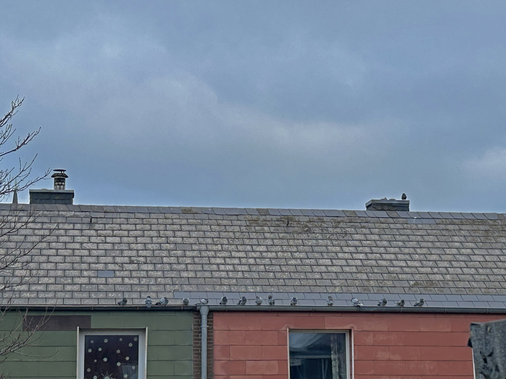 Eine Schar Tauben sitzt auf einer Regenrinne auf Helgoland.