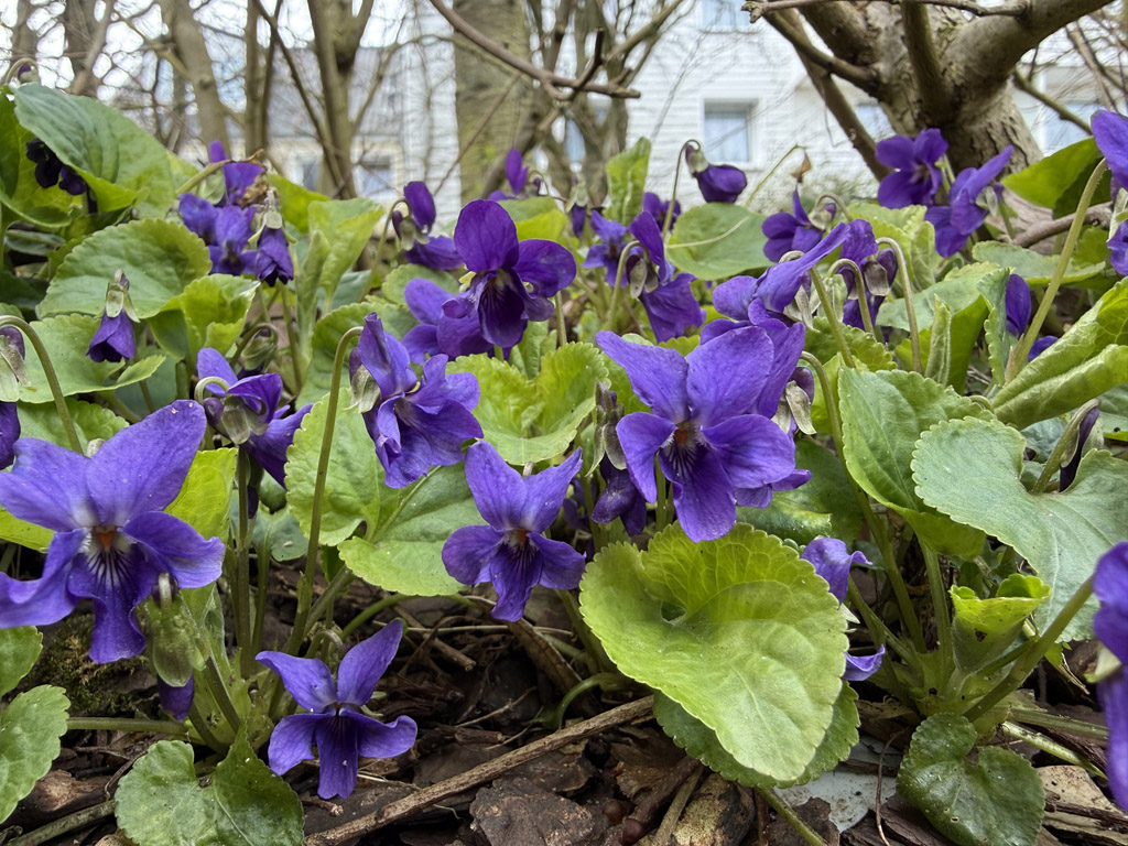 Bl&uuml;hende Veilchen auf dem Hingstgars. 