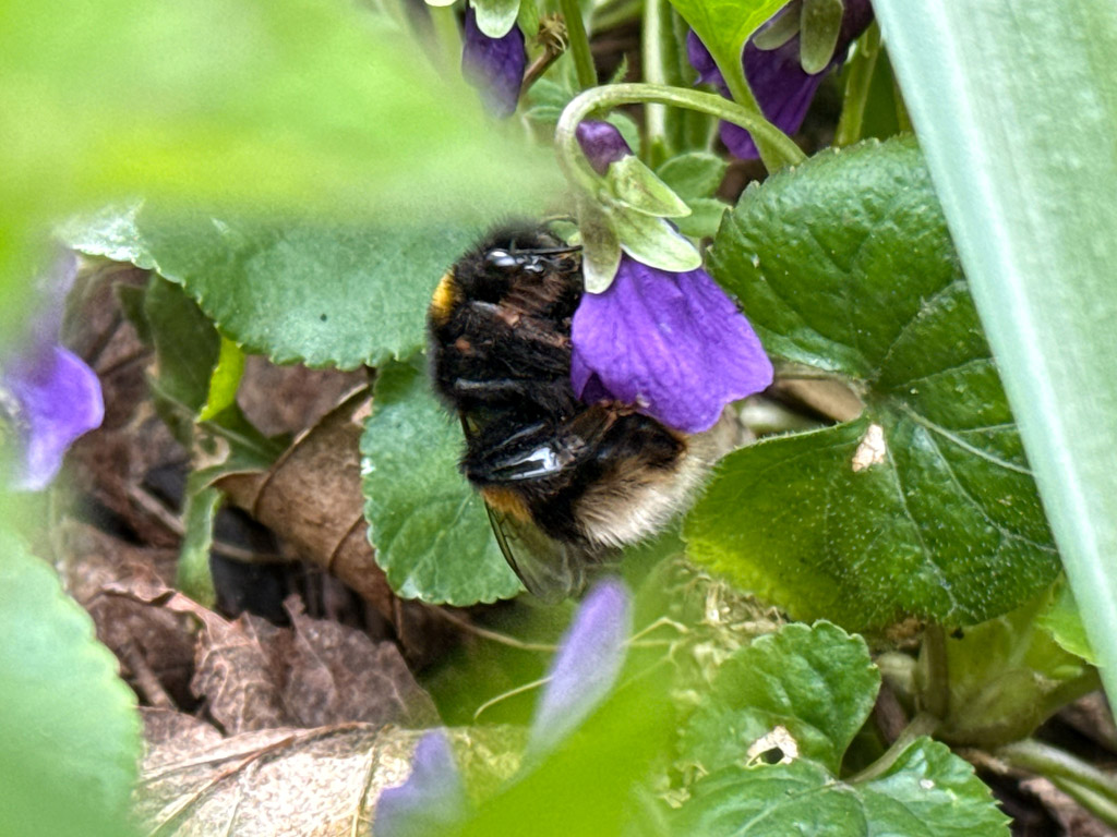 Einige Hummel haben sich, gerade nach ihrem langen Winterschlaf aufgewacht, hungrig auf die Pollen gest&uuml;rzt.