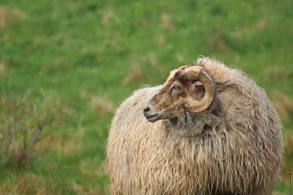 Portr&auml;lt einer Heidschnucke auf Helgoland.