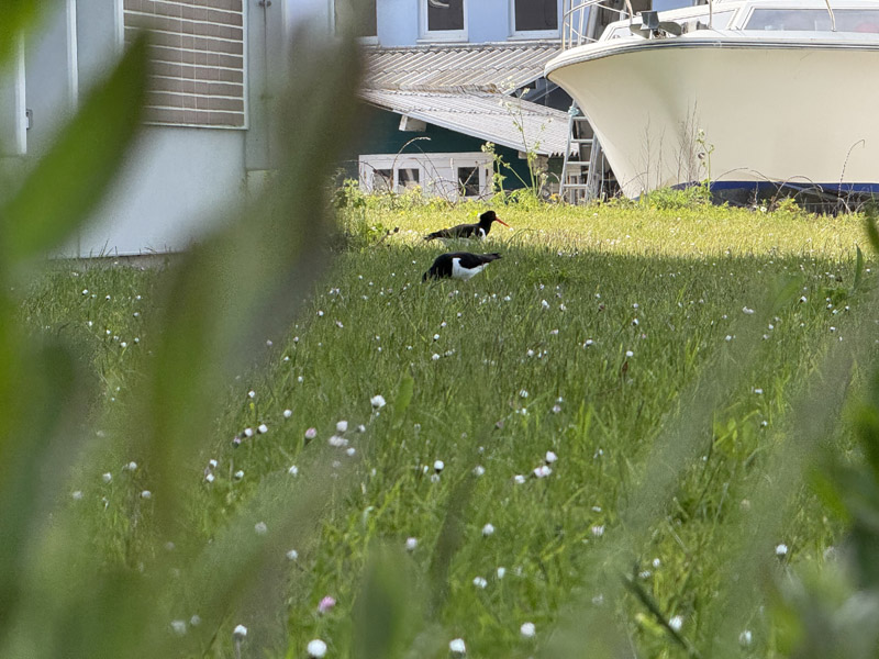 Austernfischer bei der Helgol&auml;nder Bio am Hafen.