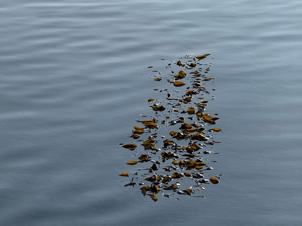Bei Niedrigwasser aufschwimmender Seetang an Helgolands Gestade.