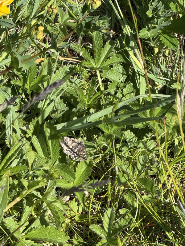 Eine Scheck-Tageule auf einer Wiese auf Helgoland.