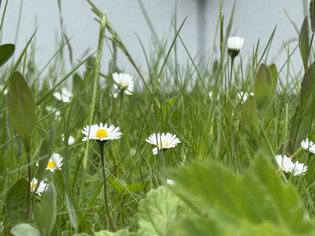 Nahaufnahme von G&auml;nsebl&uuml;mchen auf einer Wiese auf Helgoland.