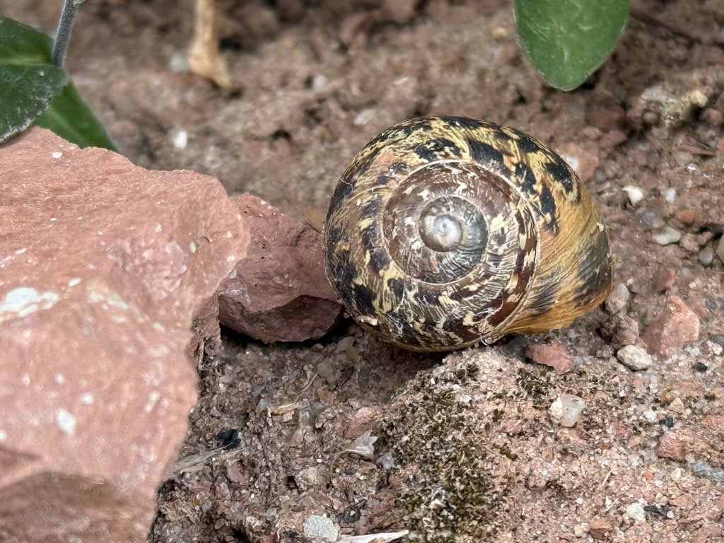 Leeres Geh&auml;use einer Gefeleckten Weinbergschnecke auf Helgoland.