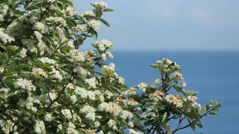 Bl&uuml;ender Baum an der Haupttreppe auf Helgoland.