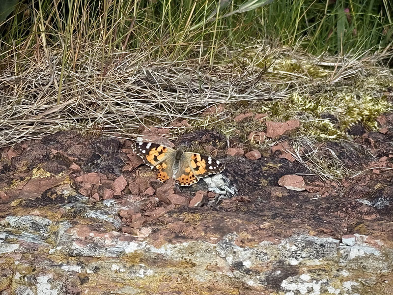 Bl&uuml;ender Baum an der Haupttreppe auf Helgoland.
