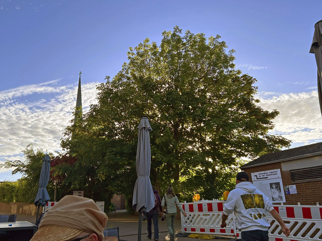 Ein Baum auf dem Helgol&auml;nder Friedhof schr&auml;g gegen&uuml;ber der Moccastuben.