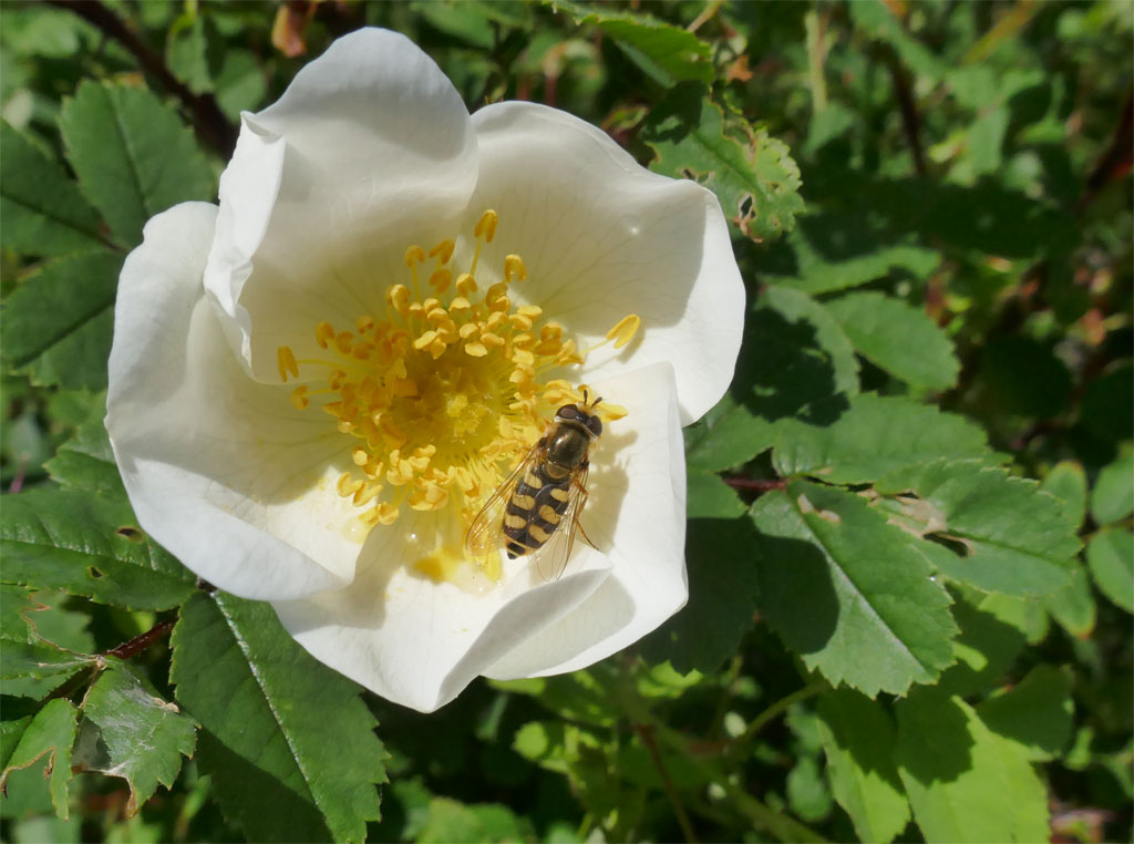 Gemeinde Schwebfliege auf einer wei&szlig;en Feldrosenbl&uuml;te.