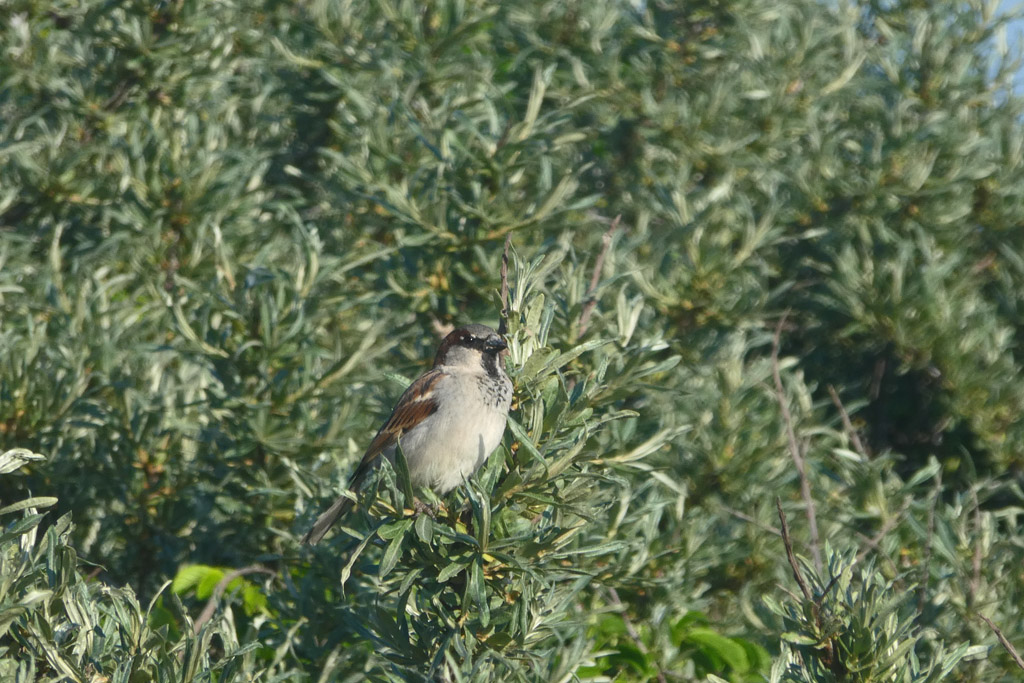 Ein Spatz in einem Sanddornbusch.