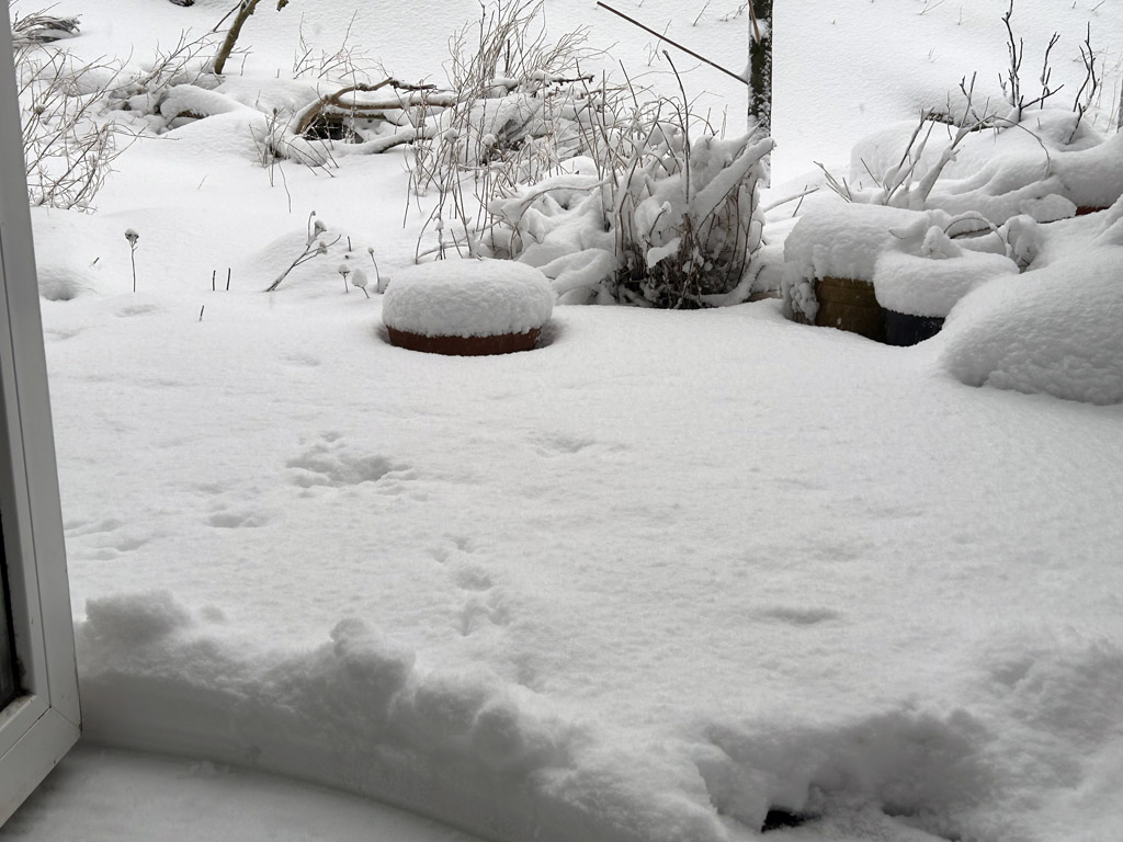 Winterszene mit Schnee in einem Helgol&auml;nder Garten.