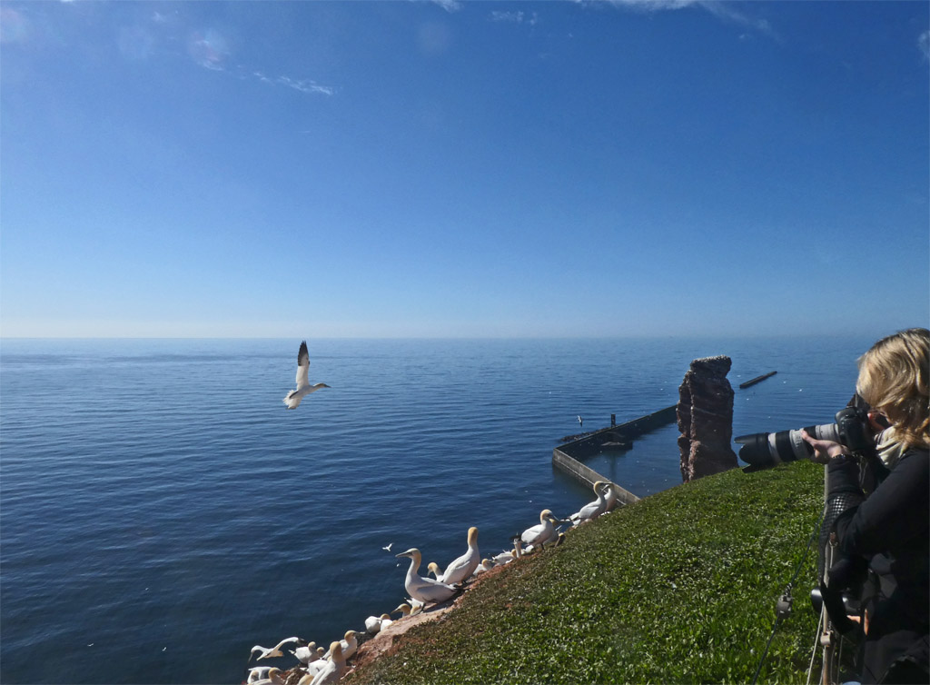 Am Lummenfelsen auf Helgoland.