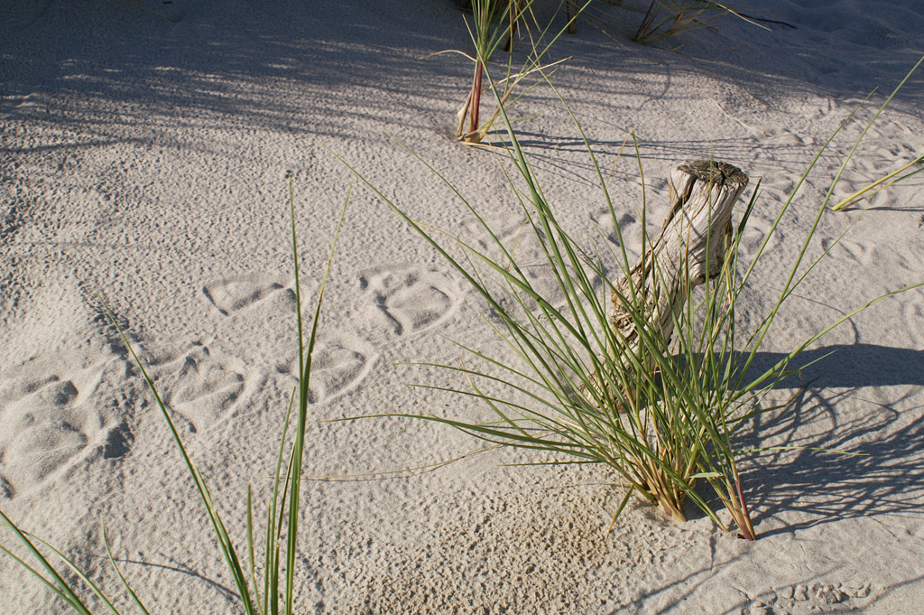 Fu&szlig;abdr&uuml;cke einer Silberm&ouml;we zwischen Strandhafer im Sand auf der D&uuml;ne.