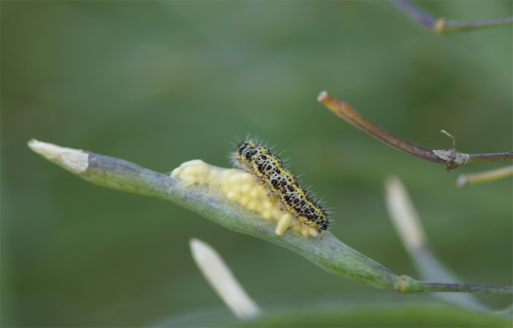 Eine Kowei&szlig;lingraupe legt ihre Schlupfwespen-Parasiten auf der Samenschote eines Klippenkohls ab.