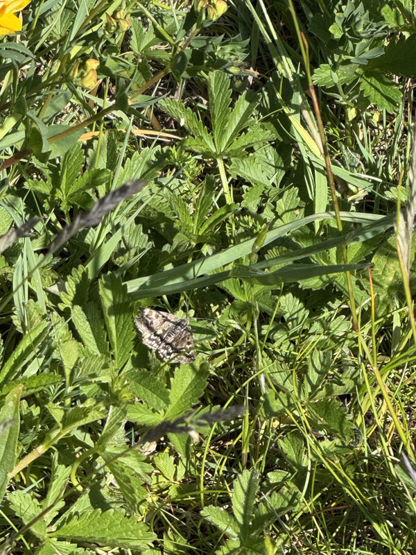 Eine Scheck-Tageule im Gestr&uuml;pp ist kaum auszumachen.