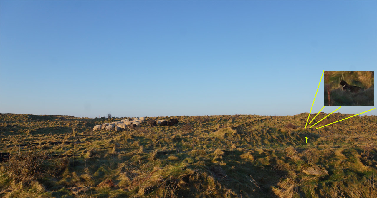 Eine Katze schleicht sich an die Schafherde auf Helgoland an