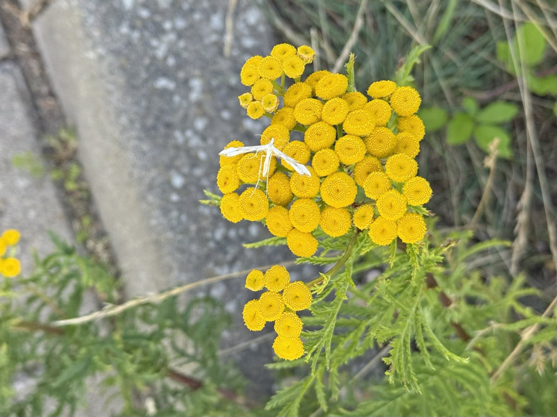 Eine Rainfarn-Federmotte auf einer Rainfarnbl&uuml;te.