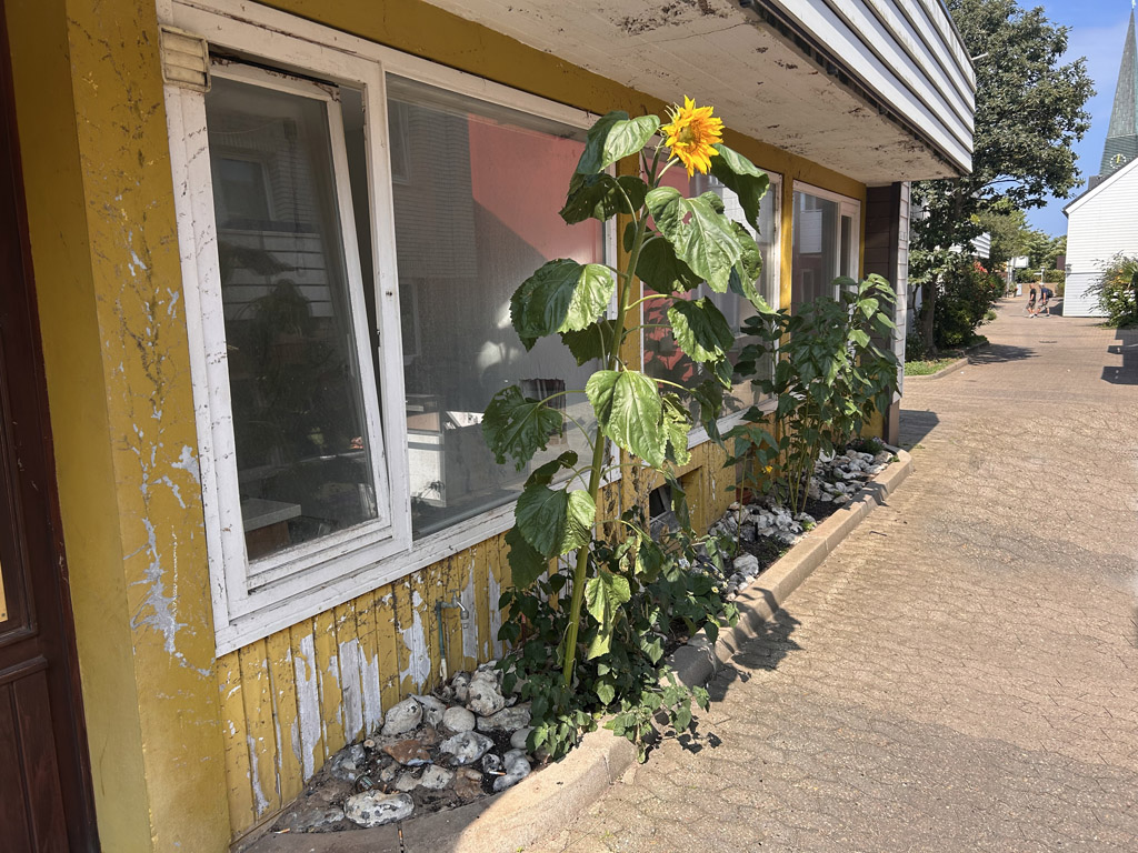 Eine Sonnenblume in einem schmalen Beet vor einem Haus auf Helgoland ist ungef&auml;hr 2,5 Meter hoch.