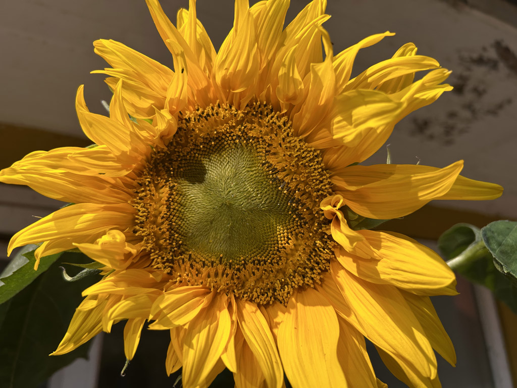 Gro&szlig;aufnahme einer Sonnenblumenbl&uuml;te auf Helgoland.