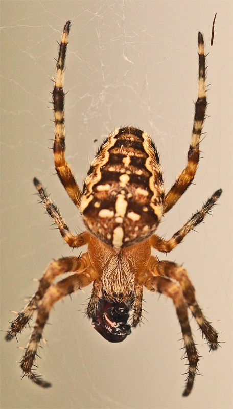 Gro&szlig;aufnahme einer Gartenkreuzspinne auf Helgoland