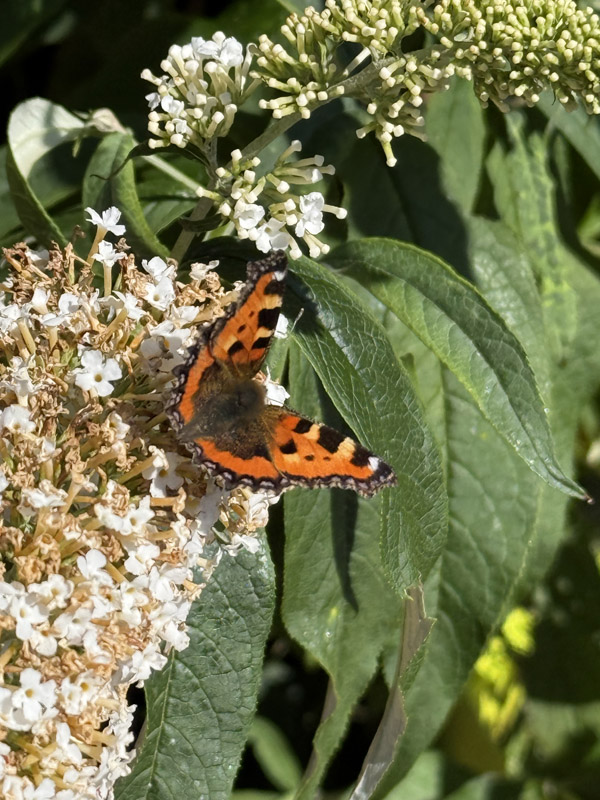 Ein Schmetterling aus der Art "Kleiner Fuchs" auf Helgoland.