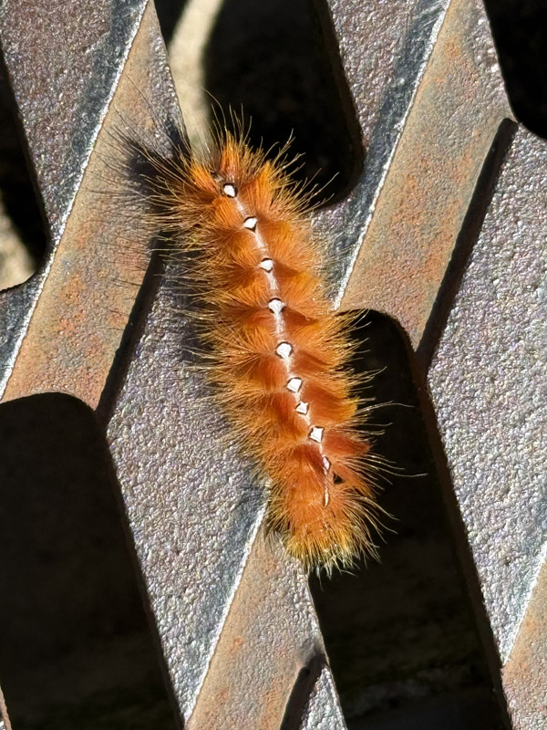 Eine orangene Ahorn-Rindeneule auf Helgoland.