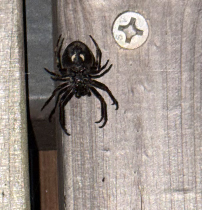 Eine Spaltenkreuzspinneauf Helgoland.
