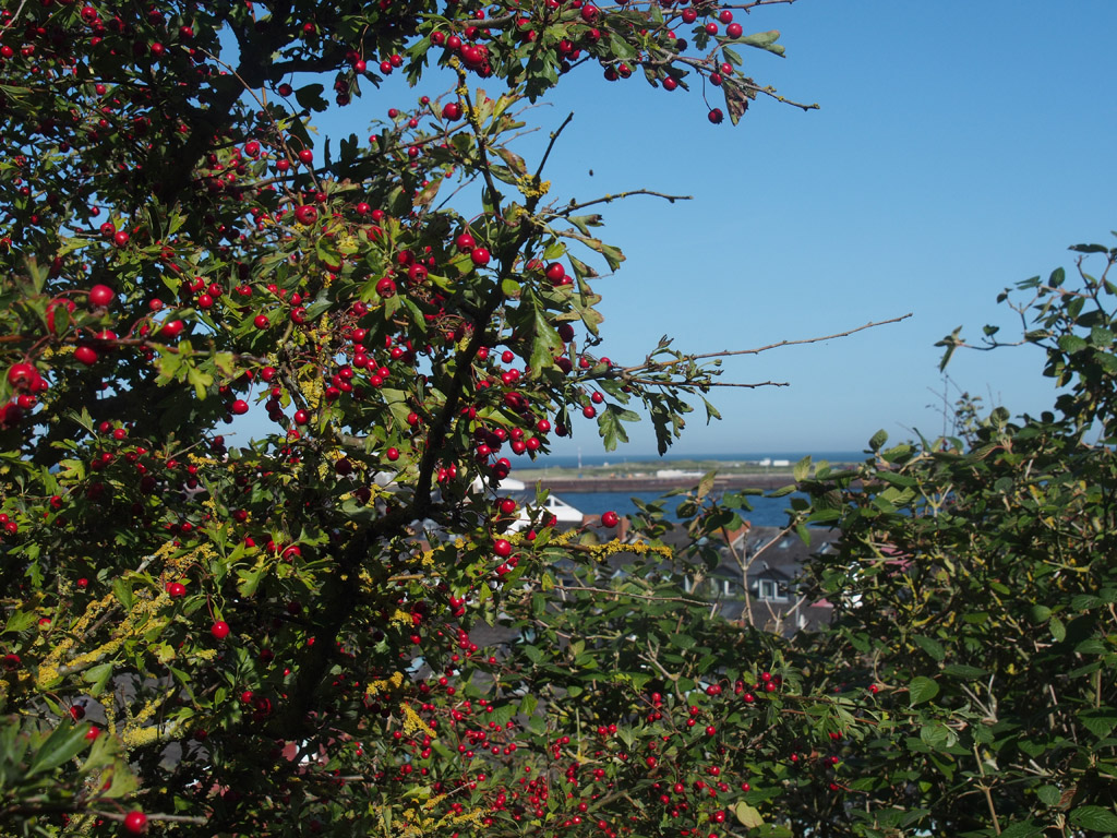 Ein Wei&szlig;dorn auf Helgoland tr&auml;gt viele rote Beeren.