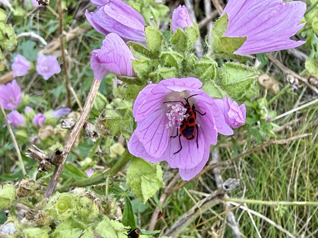 Feuerwanzen auf Malven auf Helgoland.