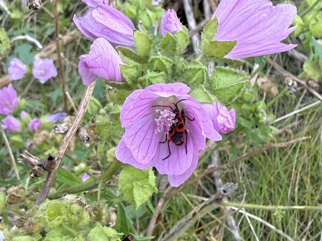 Feuerwanzen auf Malven auf Helgoland.