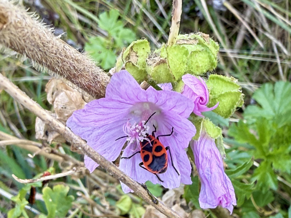 Feuerwanzen auf Malven auf Helgoland.