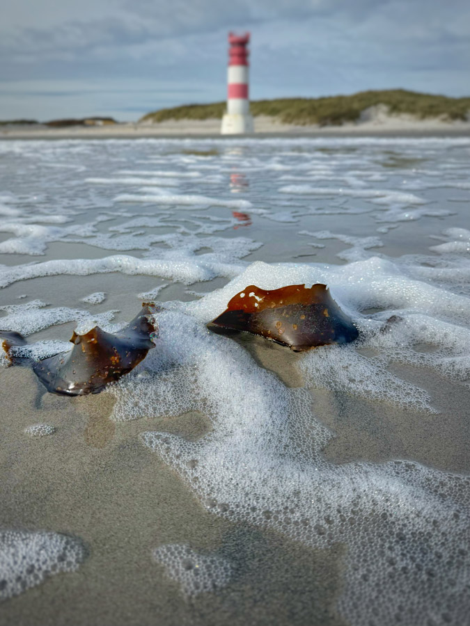 Ein St&uuml;ck Seetang im Sp&uuml;lsaum bei Niedrigwasser am S&uuml;dstrand der D&uuml;ne mit dem Oberfeuer D&uuml;ne im Hintergrund.