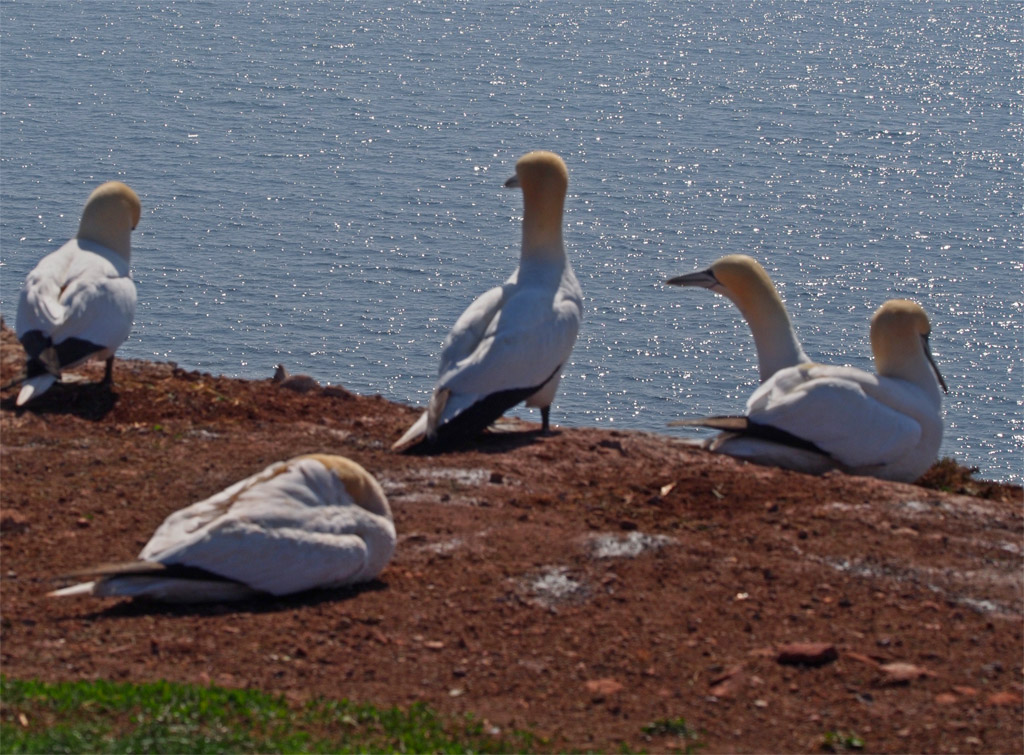 Basst&ouml;lpel auf dem Lummenfelsen auf elgoland.