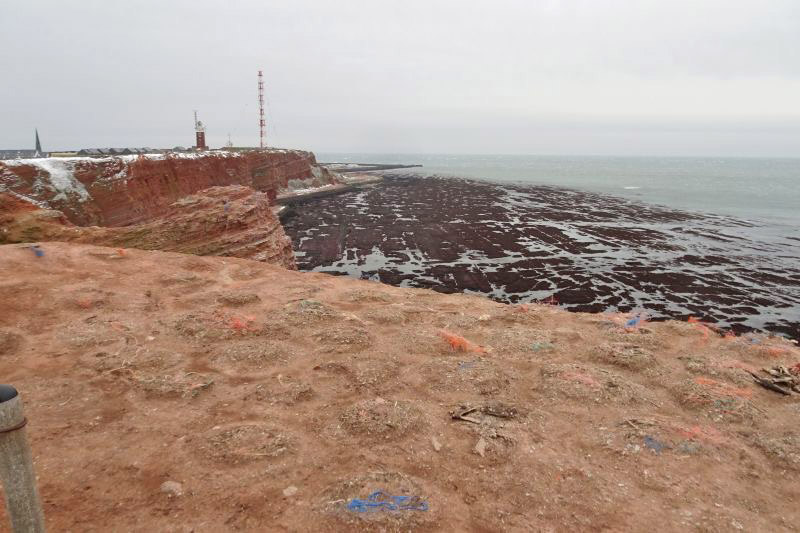 Die im Winter verlassenen Basst&ouml;lpelnester auf dem Lummenfelsen auf Helgoland.