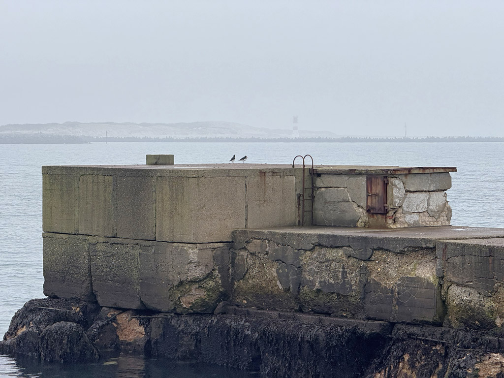 Austernfischer am 25. Februar auf der Augustamole auf Helgoland