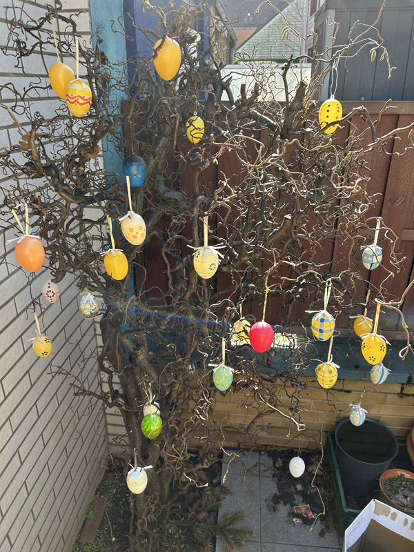 Ein Haselstrauch ist dicht mit Eier- Osterschmuck behangen.