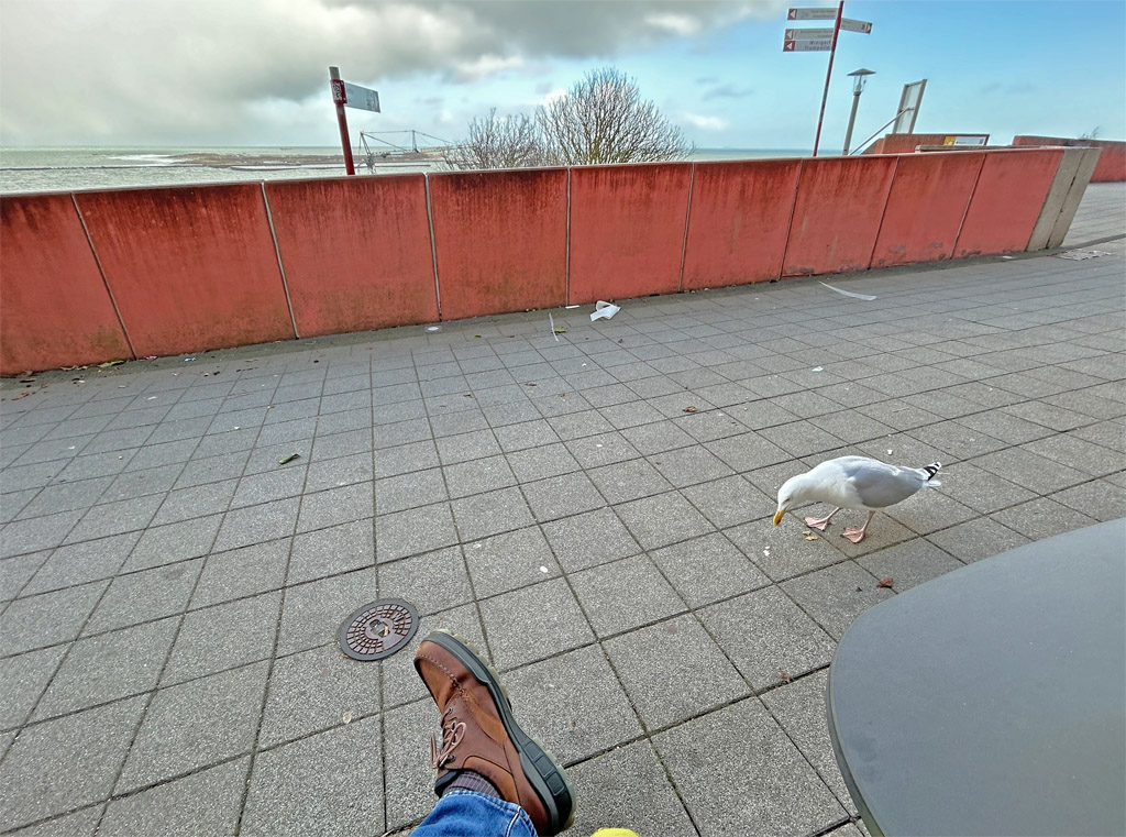 Eine hungige Silberm&ouml;we kommt am Falm auf Helgoland auf Futtersuche sehr nah an Menschen heran.