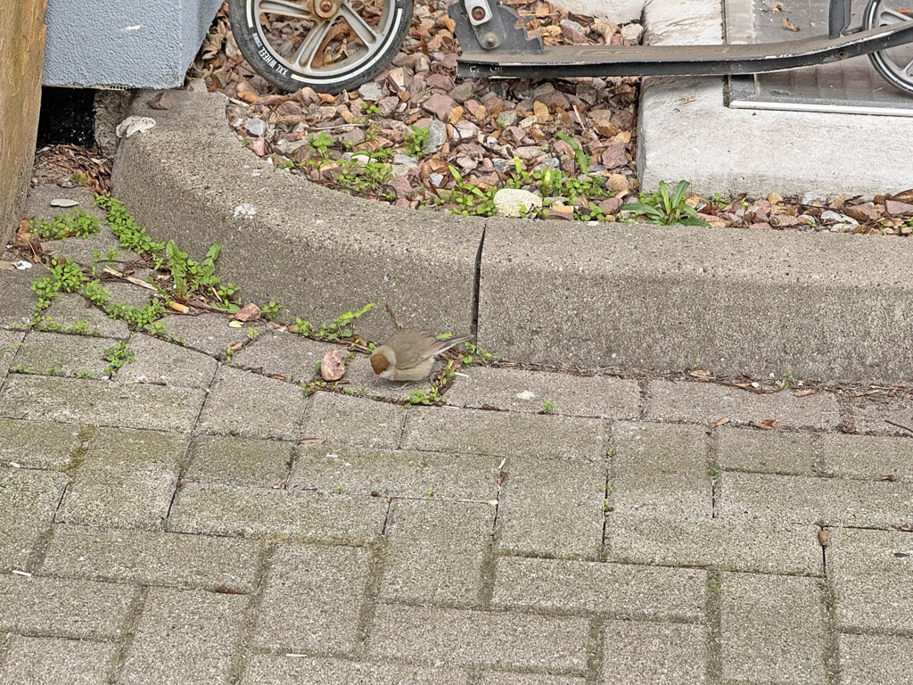 Eine M&ouml;nchsgrasm&uuml;cke sucht in einer Gasse auf Helgoland nach Futter.