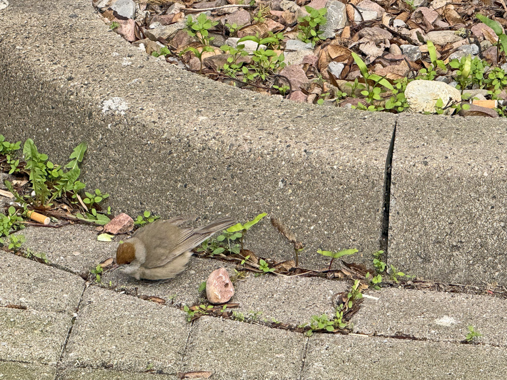 Eine M&ouml;nchsgrasm&uuml;cke sucht in einer Gasse auf Helgoland nach Futter.
